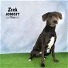 adoptable Dog in conroe, TX named ZEEK