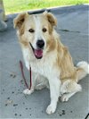 adoptable Dog in conroe, TX named TUTTER