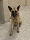 adoptable Dog in conroe, TX named BAILEY