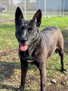 adoptable Dog in  named MERCY
