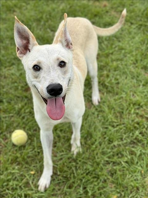 adoptable Dog in Conroe, TX named BOWIE