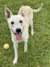 adoptable Dog in conroe, TX named BOWIE