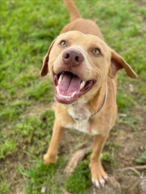 adoptable Dog in Conroe, TX named BUC-EE