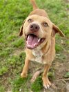adoptable Dog in conroe, TX named BUC-EE