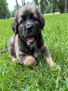 adoptable Dog in conroe, TX named TUCKER