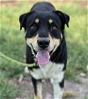 adoptable Dog in  named HEALY