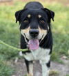 adoptable Dog in Conroe, TX named HEALY