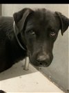 adoptable Dog in conroe, TX named BAYLOR