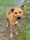 adoptable Dog in conroe, TX named POST MALONE