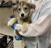 adoptable Dog in conroe, TX named BOUDIN