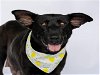 adoptable Dog in conroe, TX named BRIAR