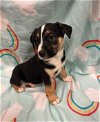adoptable Dog in conroe, TX named BEATRIX