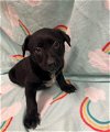 adoptable Dog in conroe, TX named BRIANNA
