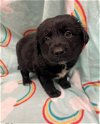 adoptable Dog in conroe, TX named BRINLEY
