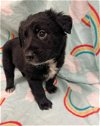 adoptable Dog in conroe, TX named BENNETT