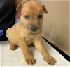 adoptable Dog in conroe, TX named BALIN