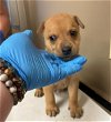adoptable Dog in conroe, TX named DWALIN