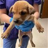 adoptable Dog in conroe, TX named BOMBUR