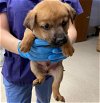 adoptable Dog in conroe, TX named BOFUR