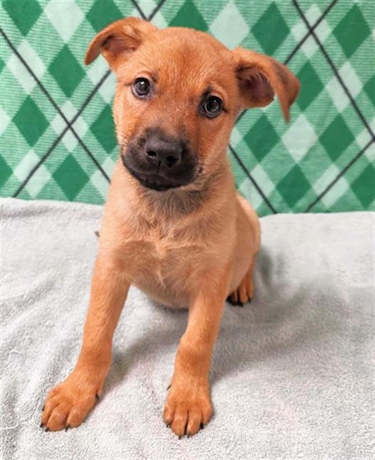 adoptable Dog in Conroe, TX named BOFUR