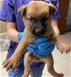 adoptable Dog in conroe, TX named ORI