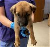 adoptable Dog in conroe, TX named THORIN