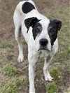 adoptable Dog in conroe, TX named ROXY