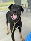 adoptable Dog in conroe, TX named ROSCOE