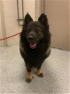adoptable Dog in conroe, TX named RIP WHEELER