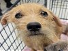 adoptable Dog in conroe, tx, TX named A398309