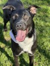 adoptable Dog in conroe, TX named ELOISE