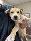 adoptable Dog in conroe, TX named OPAL