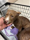 adoptable Dog in conroe, TX named EMERALD