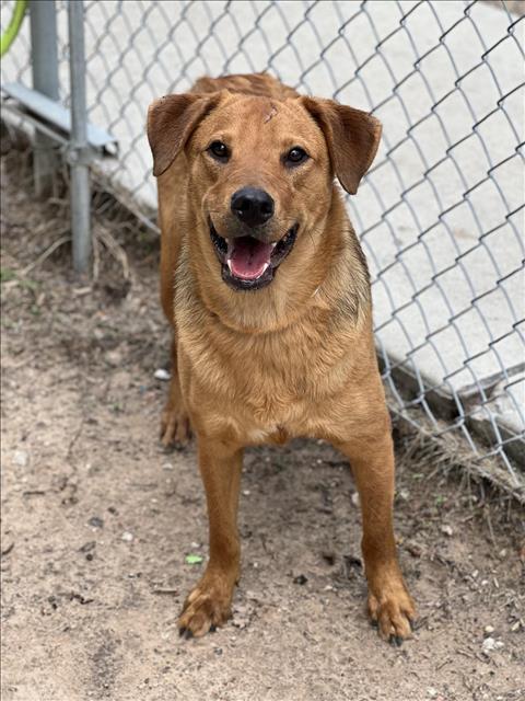 adoptable Dog in Conroe, TX named SARAH