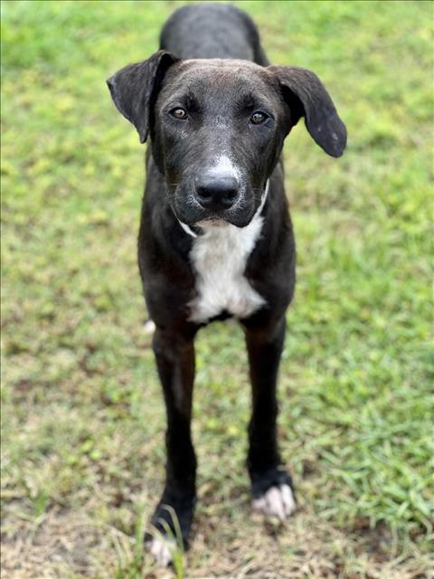 adoptable Dog in Conroe, TX named EDMOND