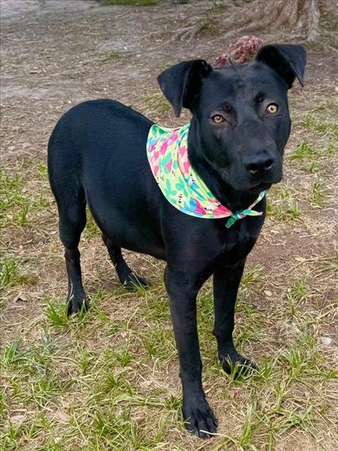 adoptable Dog in Conroe, TX named LULU