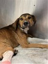 adoptable Dog in conroe, tx, TX named A398483