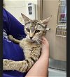 adoptable Cat in conroe, tx, TX named A398425