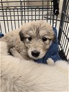 adoptable Dog in conroe, tx, TX named A398644