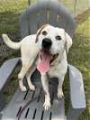 adoptable Dog in conroe, TX named OLIPOP
