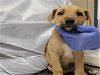 adoptable Dog in conroe, tx, TX named A398651