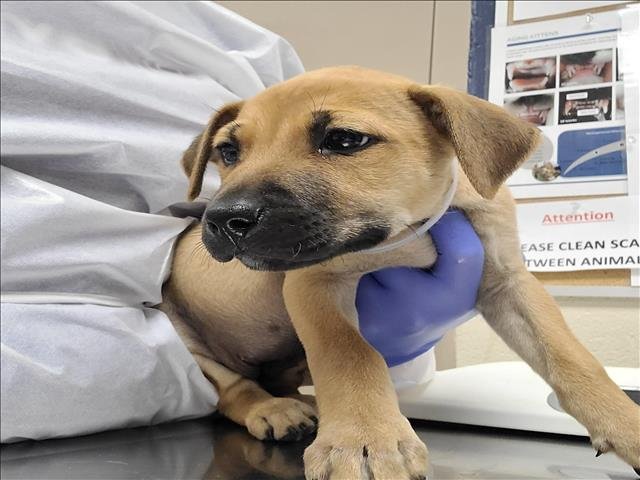 adoptable Dog in Conroe, TX named BANANA PEPPER