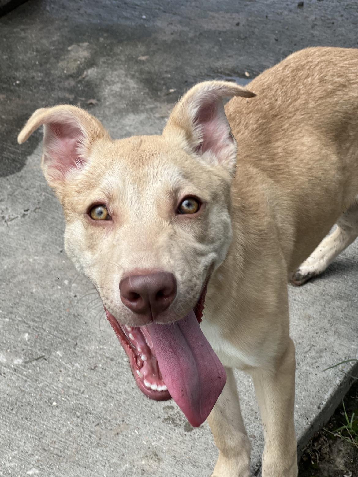 adoptable Dog in Conroe, TX named FRITO