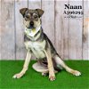 adoptable Dog in conroe, TX named NAAN