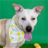 adoptable Dog in conroe, TX named FLOWER