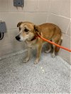 adoptable Dog in conroe, TX named OPHELIA