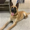 adoptable Dog in conroe, TX named FLETCHER