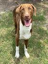 adoptable Dog in Conroe, TX named DAVID