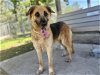 adoptable Dog in conroe, TX named NAOMI