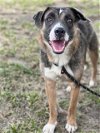 adoptable Dog in  named PENNY
